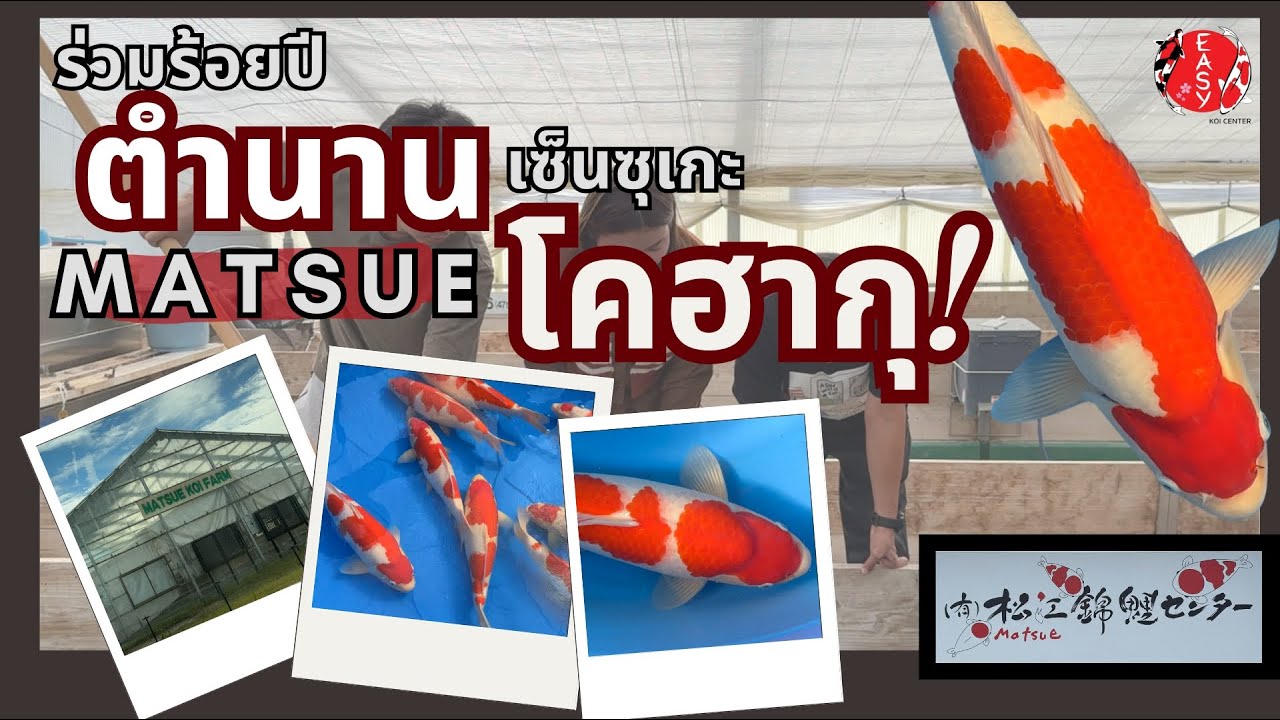ตำนานโคฮากุ(เกือบ)ร้อยปี Matsue Koi Farm - Koi Talk EP. 120