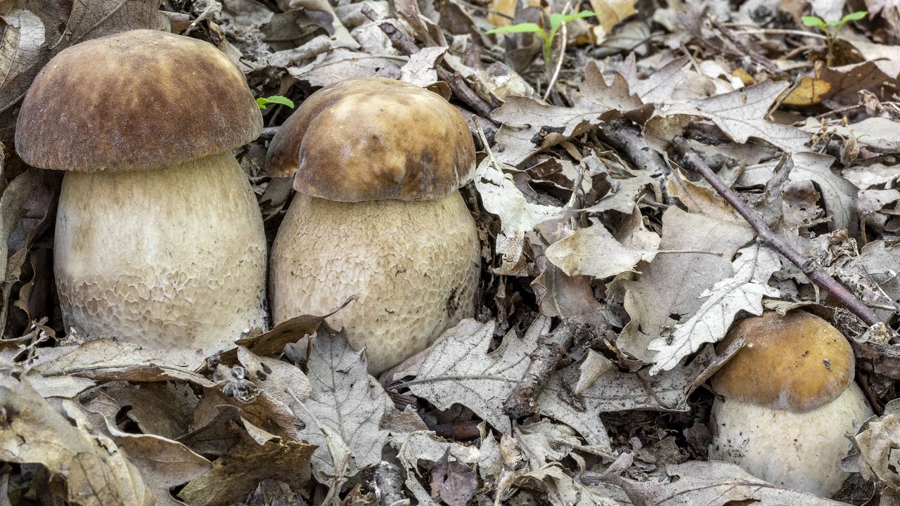 Porcini | Dove scorre l'acqua dei temporali (2)