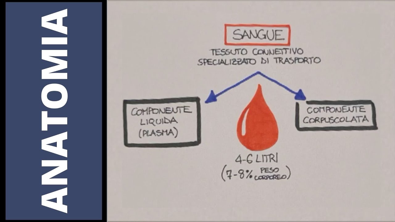 Il sangue