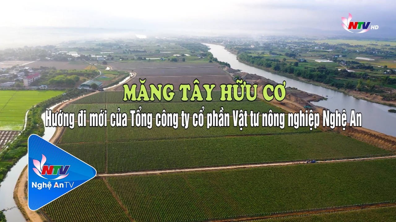 Măng tây hữu cơ – hướng đi mới của Tổng công ty cổ phần Vật tư nông nghiệp Nghệ An