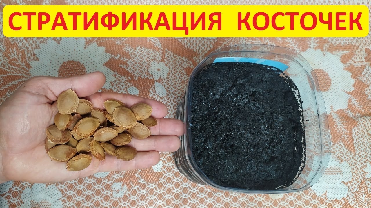 Стратификация косточек на улице в пластиковой банке. Косточки абрикоса, алычи, лесной черешни хурмы
