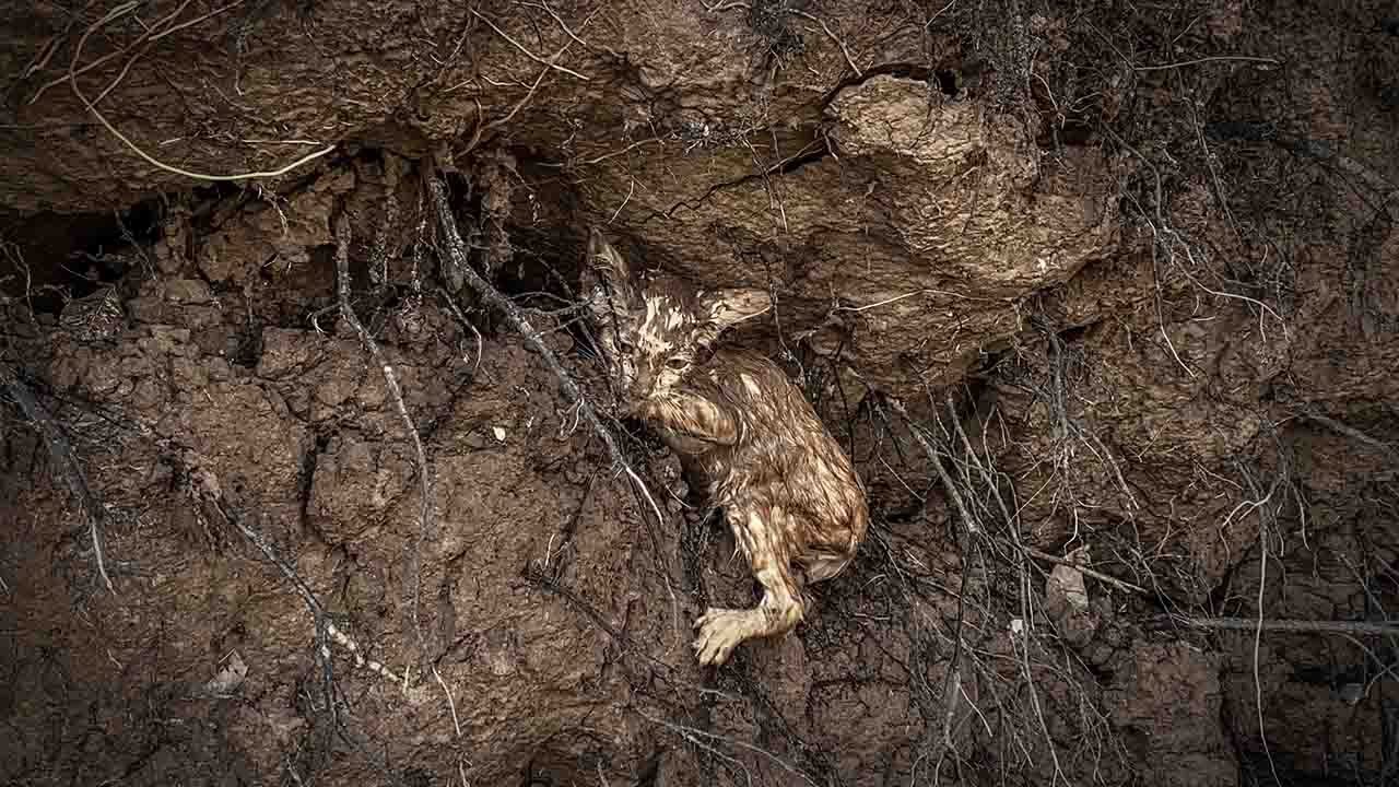 Брошенный во время шторма, он пытался спрятаться под упавшим пнем дерева, его спасла женщина.