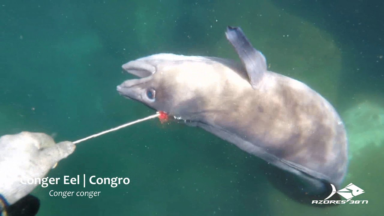 Azores 38°N - Spearfishing in Spring I - 2019