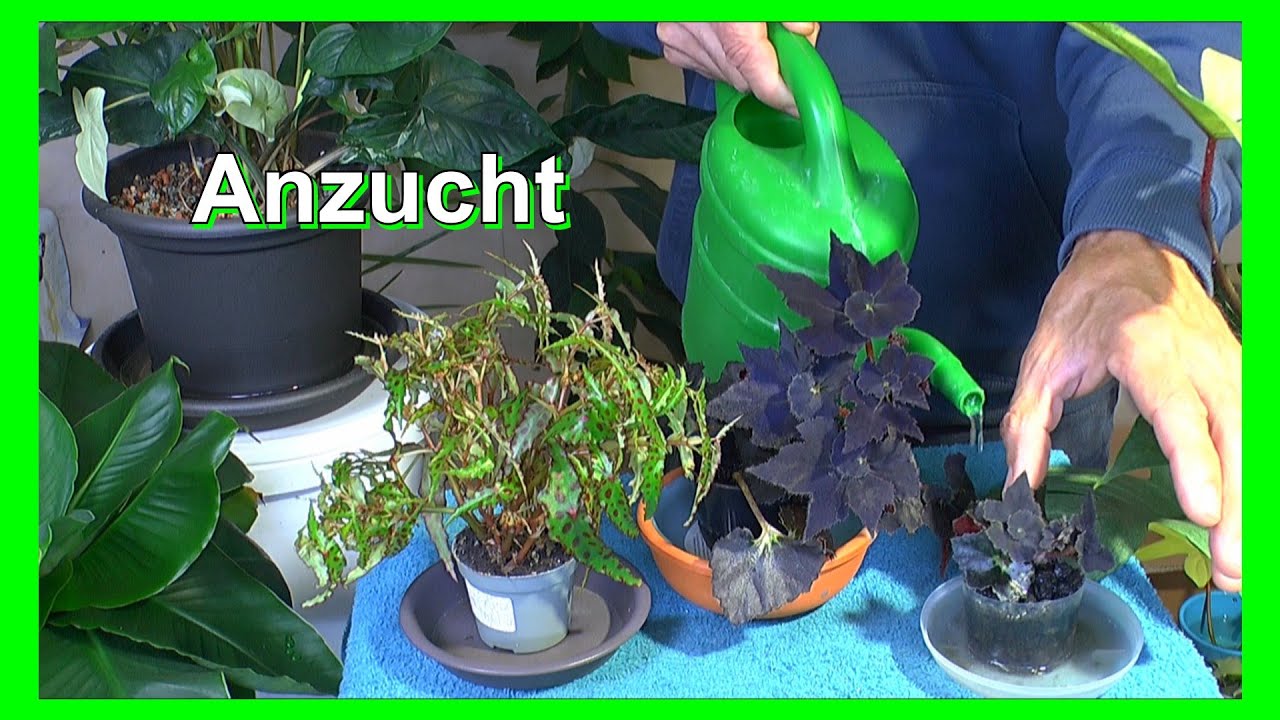 Begonia, Efeutute, Philodendron und Alocasia in der Anzucht Vermehrung und Pflege