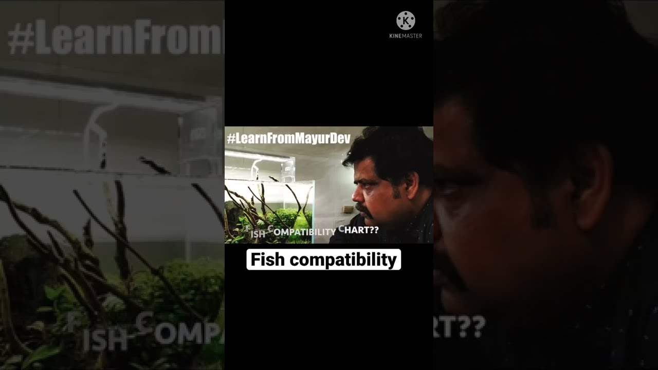 Fish compatibility | Aquarium fish compatibility | Learn from Mayur Dev Aquascaper