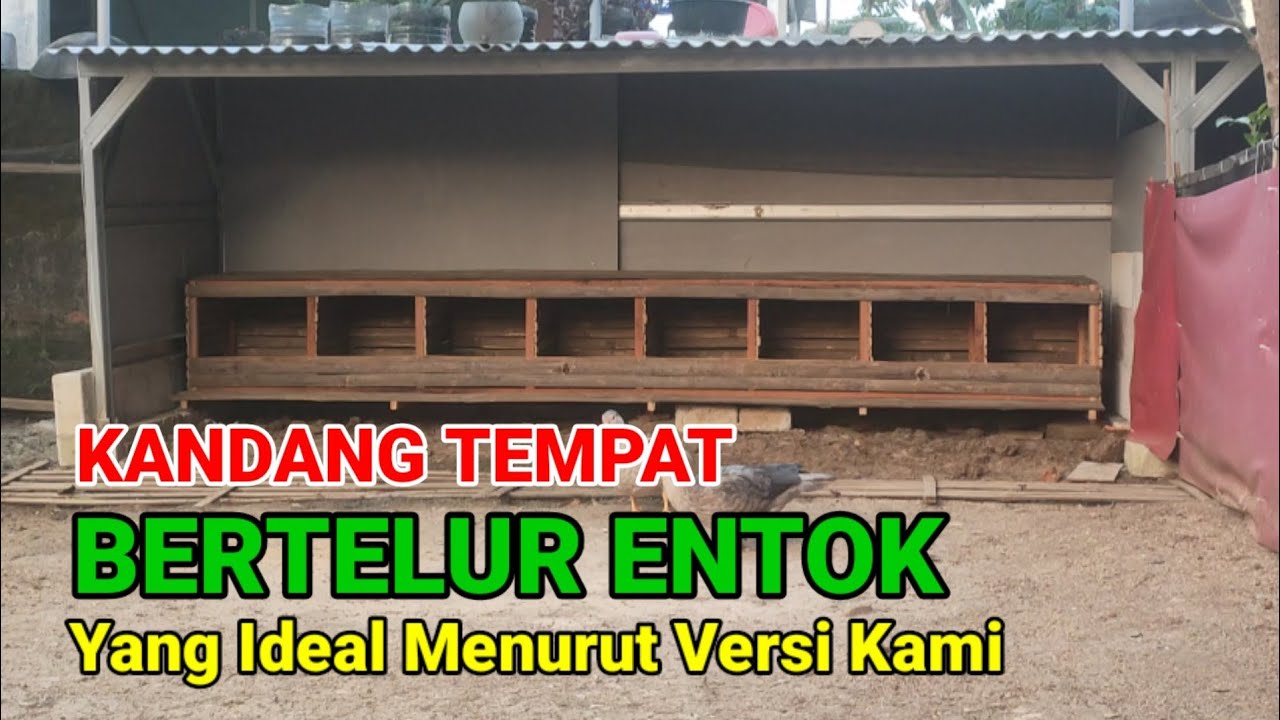 Kandang Tempat Bertelur Entok Yang Ideal