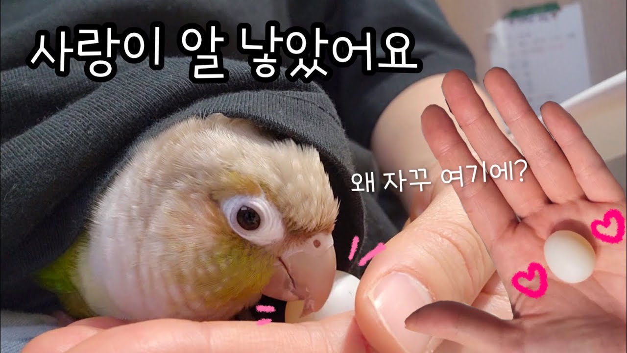[ENG] 앵무새가 알을 낳았어요 (2) - 그래서 알을 몇개나..? | 사랑