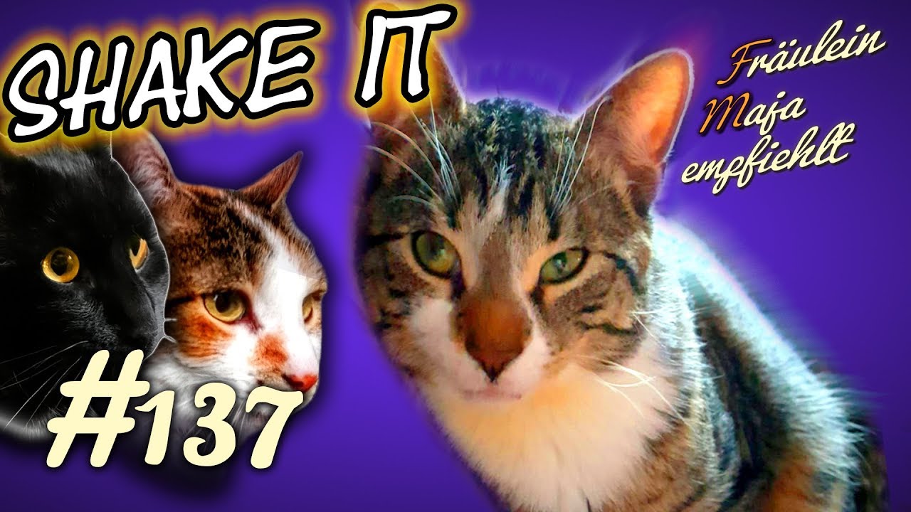 ATAXIE | Was sind WACKELKATZEN ? | Fräulein Maja empfiehlt Teil 137