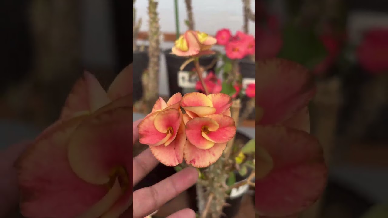 Visitando el vivero de la Sra Marcela Medina(Madera Ca)#coronadecristo #crownofthorns #plantas 
