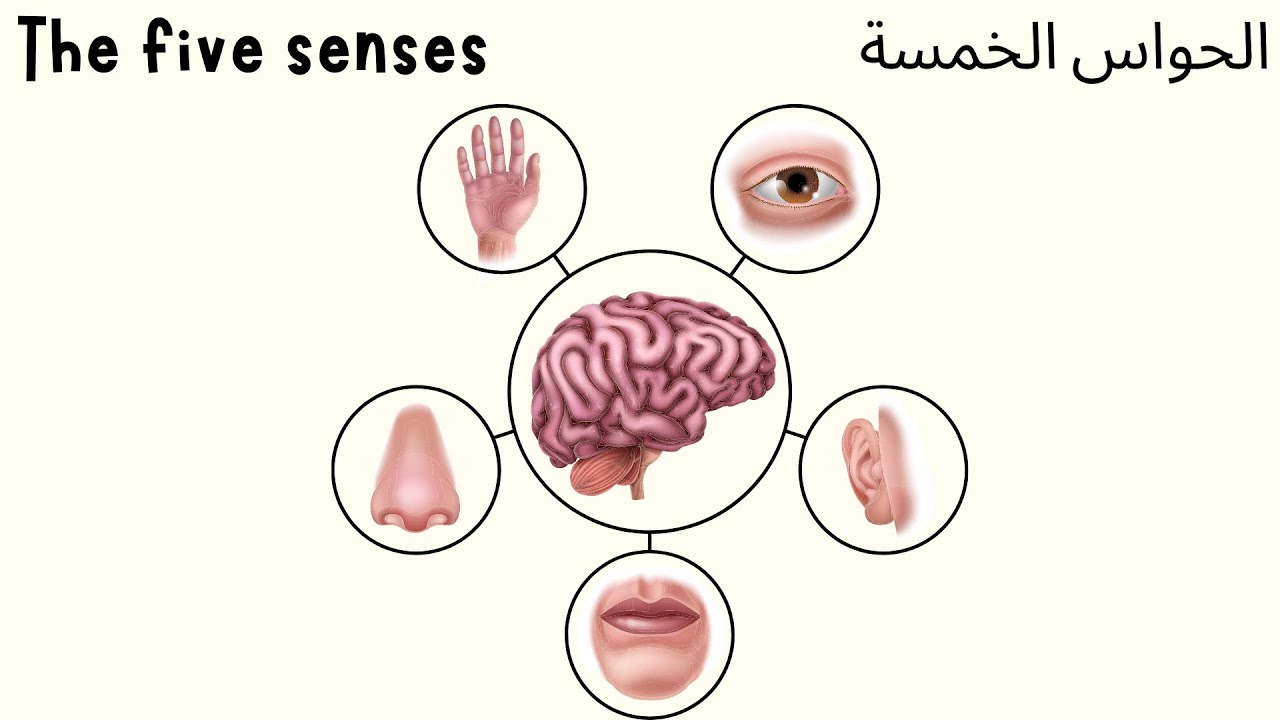 Learn the 5 senses تعلم الحواس الخمسة بالانجليزية