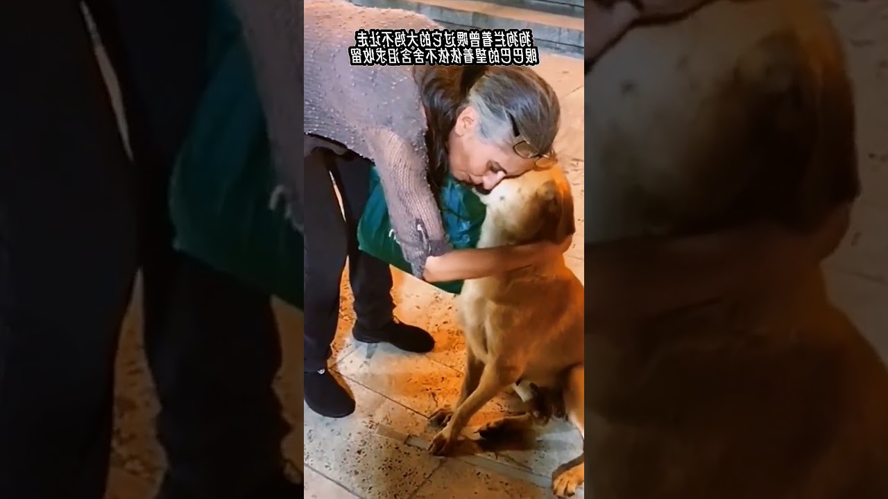 Heartbreaking Encounter: Dog Desperately Clings to Kind Old Lady, Begging for Shelter