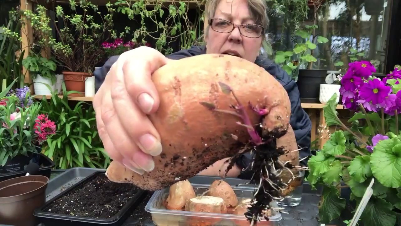 Søde kartofler - Sweet potato -  Ipomoea batatas. Hvordan jeg laver stiklinger af dem.