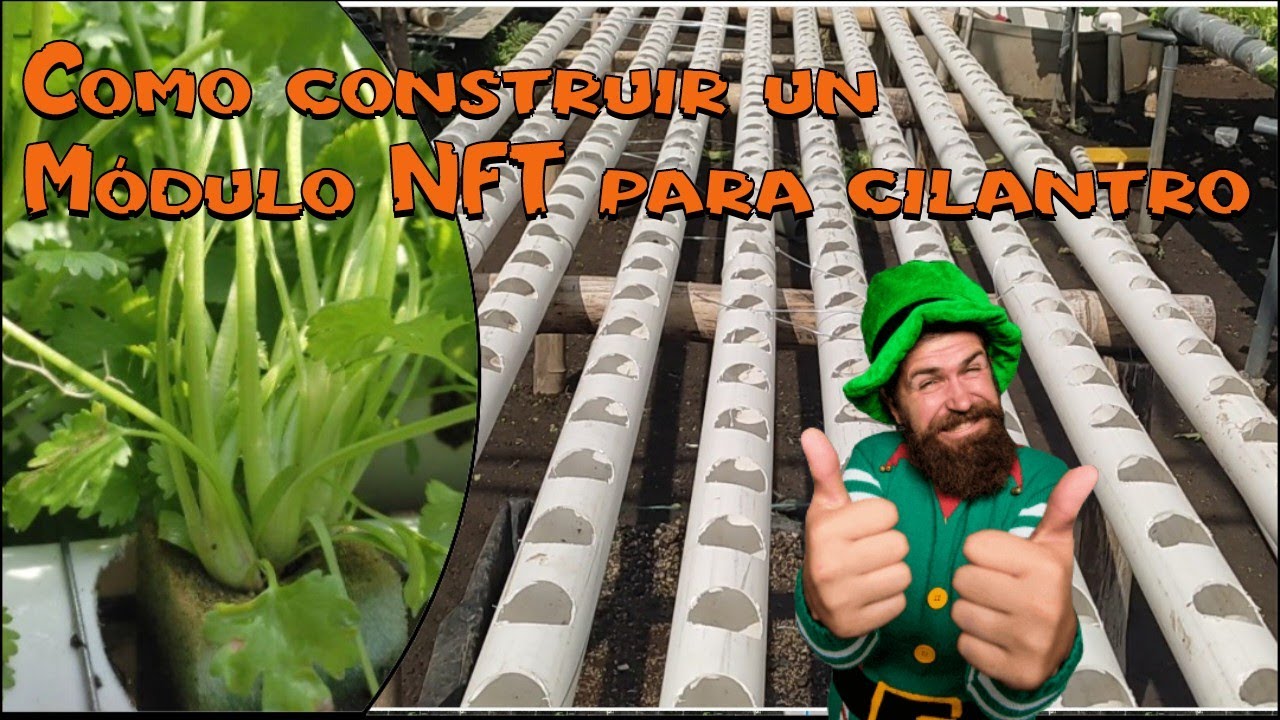 como hacer un módulo NFT para el cultivo de cilantro hidroponico