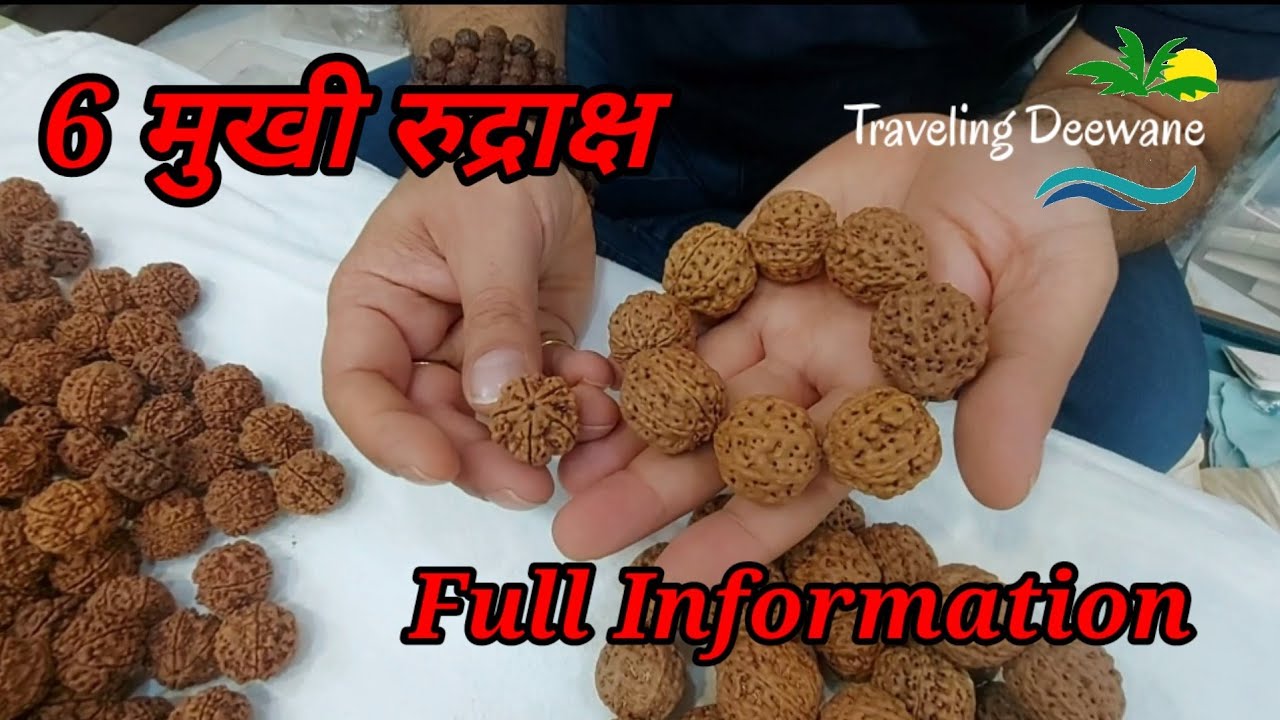 Виды и информация о 6 Мухи Рудракше #haridwarmarket #haridwar @Traveling Deewane