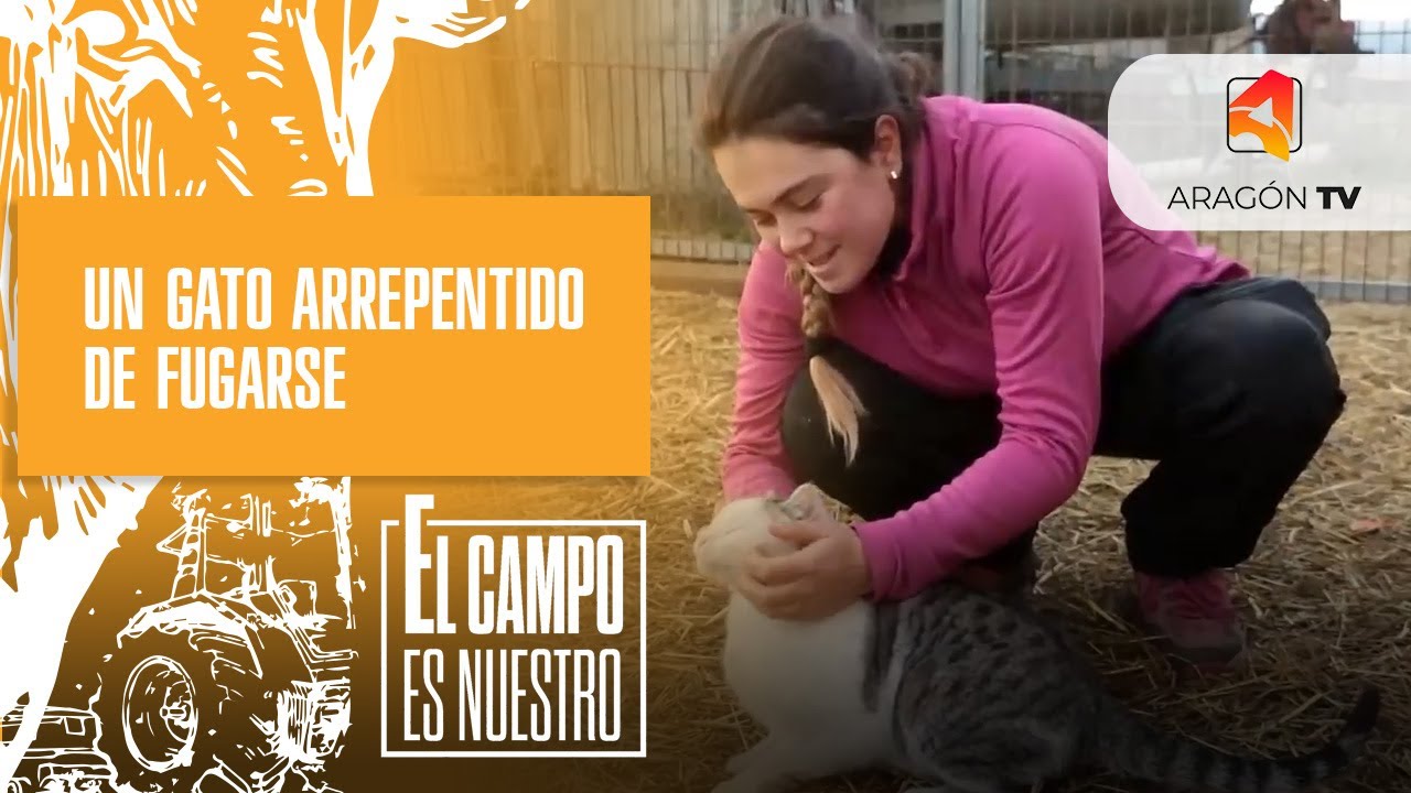 Un gato arrepentido de fugarse