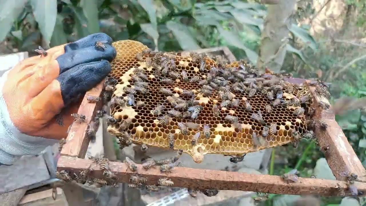 KHUAI VAH Ka chhaih kawlh min zuk hrep