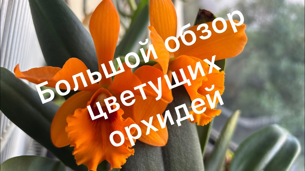 #цветение_орхидей ❤️Новый сезон цветущих орхидей и хой.🌺.     #орхидеи#orchid #phalaenopsis 
