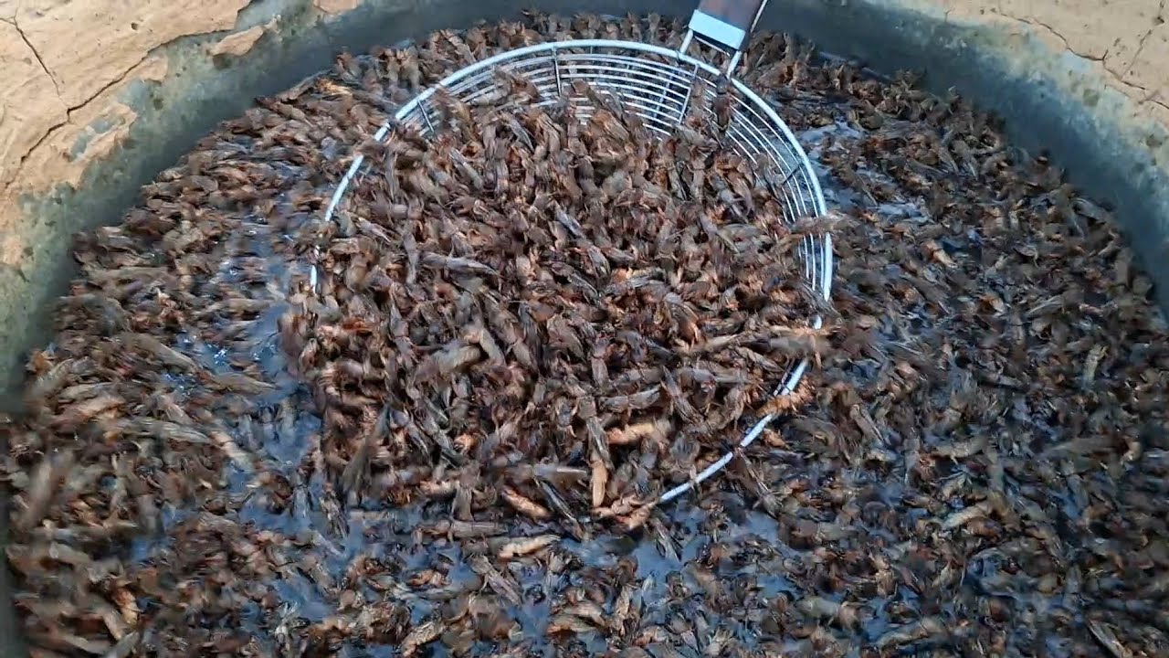 ป้าดไม่ผิดหวังเยอะจริงๆแมงกระชอนนาวันนี้ส่งแมงจีซอนรอบแรกพร้อมอัพเดทสวนผักและหอมกระเทียมจ้า