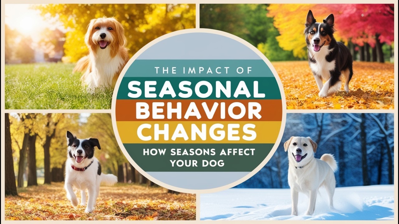 How Seasonal Changes Affect Your Dog&rsquo;s Behavior