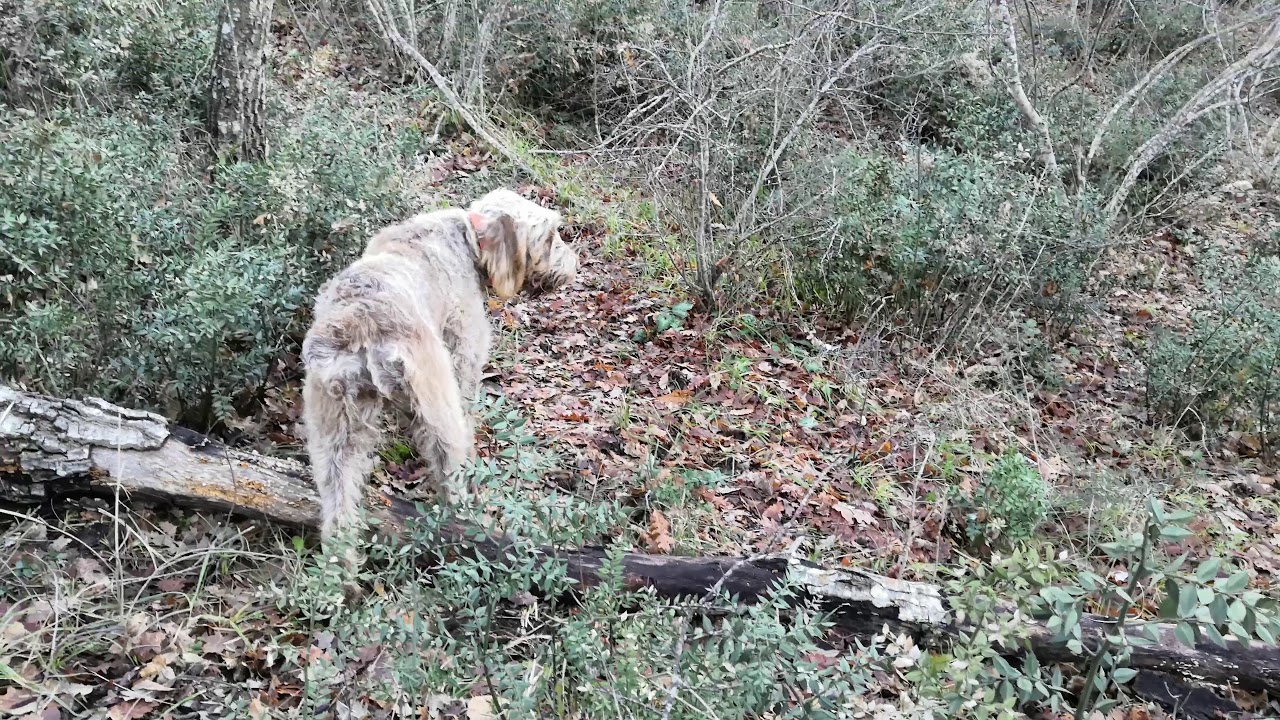 Beccaccia, Spinone Italiano 2