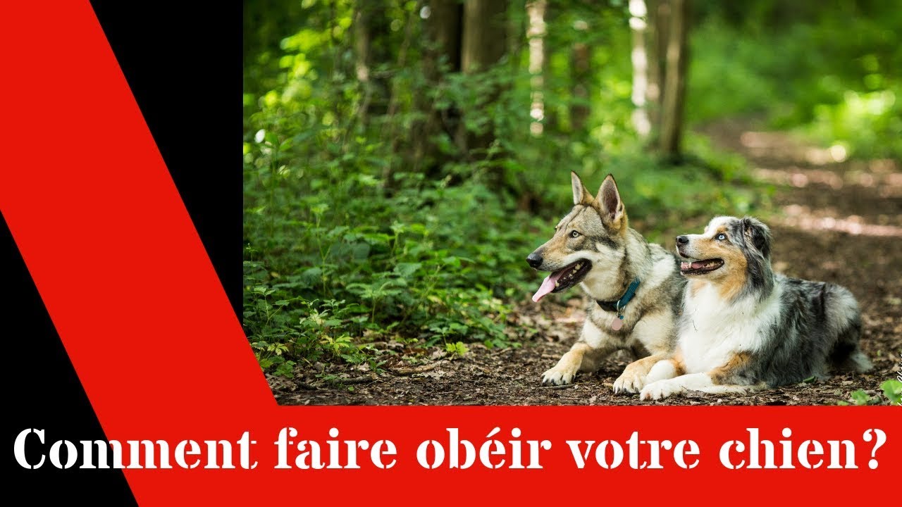 comment faire obéir son chien?