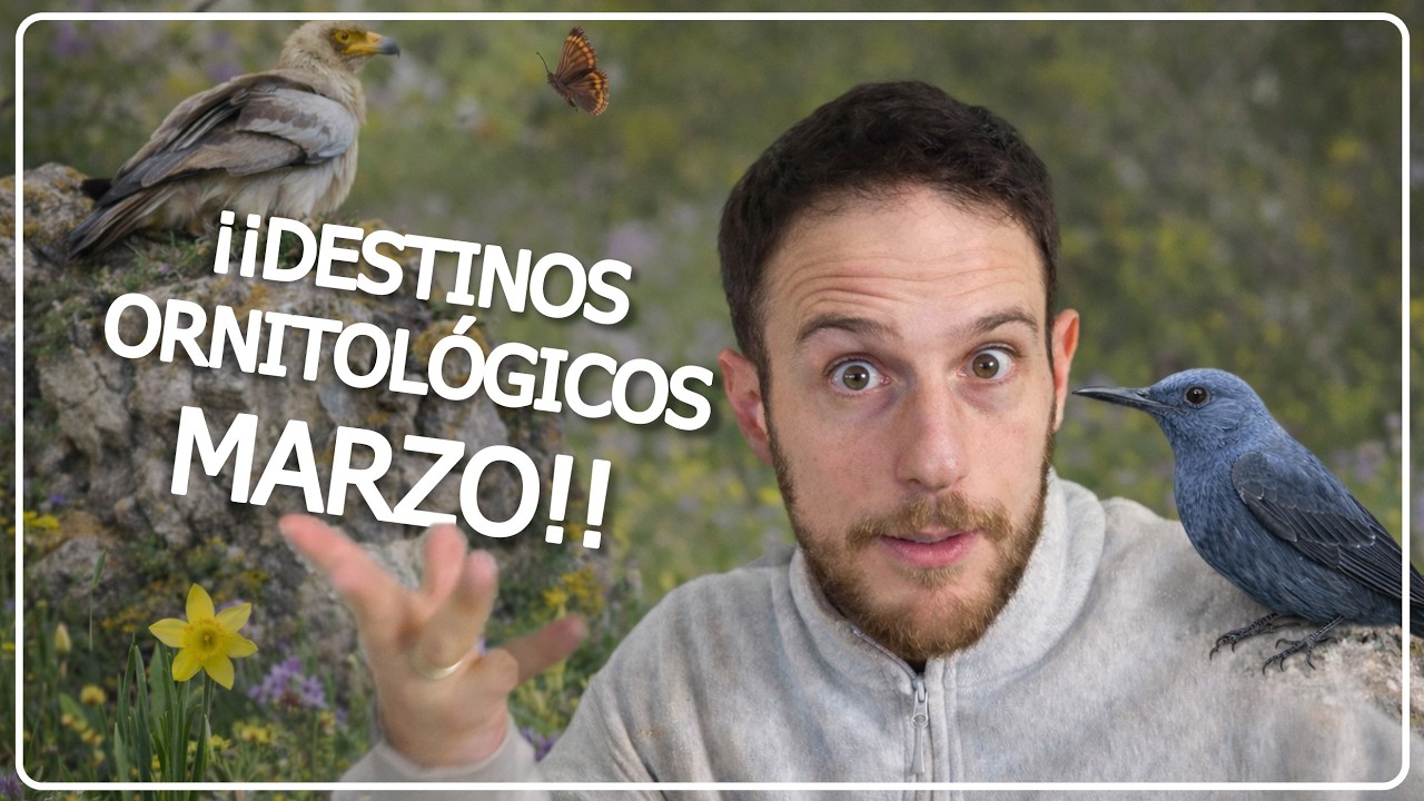 DESTINSO ORNITOLÓGICOS 🐦 Marzo en España