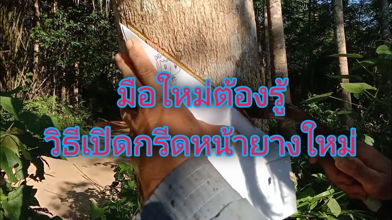 วิธีเปิดกรีดหน้ายางใหม่ แบบง่ายๆ/บ่าวชาวดง ดึกดำบรรพ์