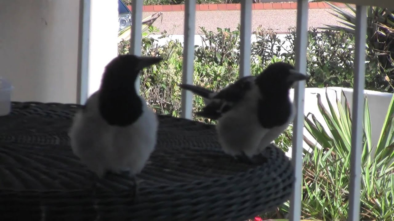 Pied Butcher Birds Duet. Amazing!