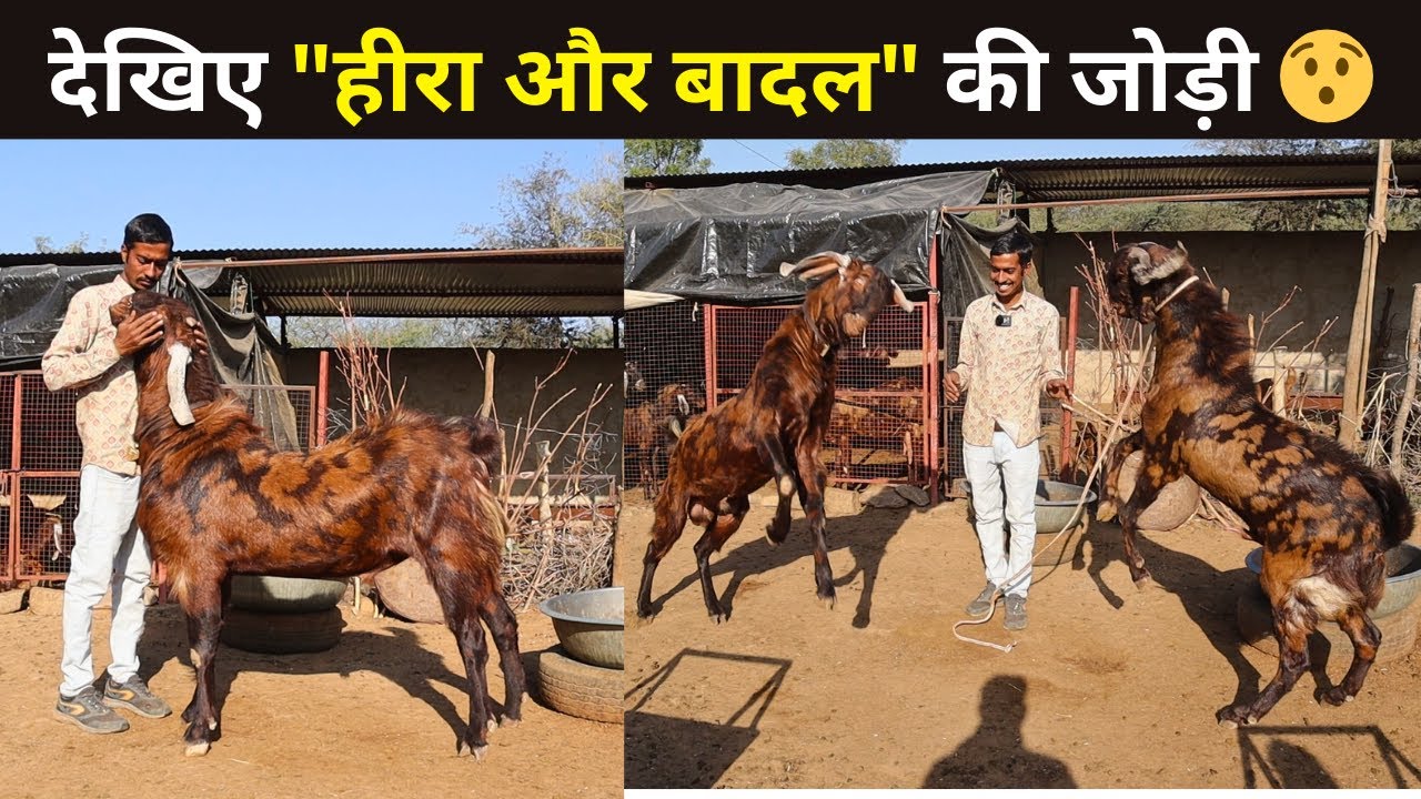 शानदार सिरोही ब्रीडर की बेहतरीन जोड़ी 