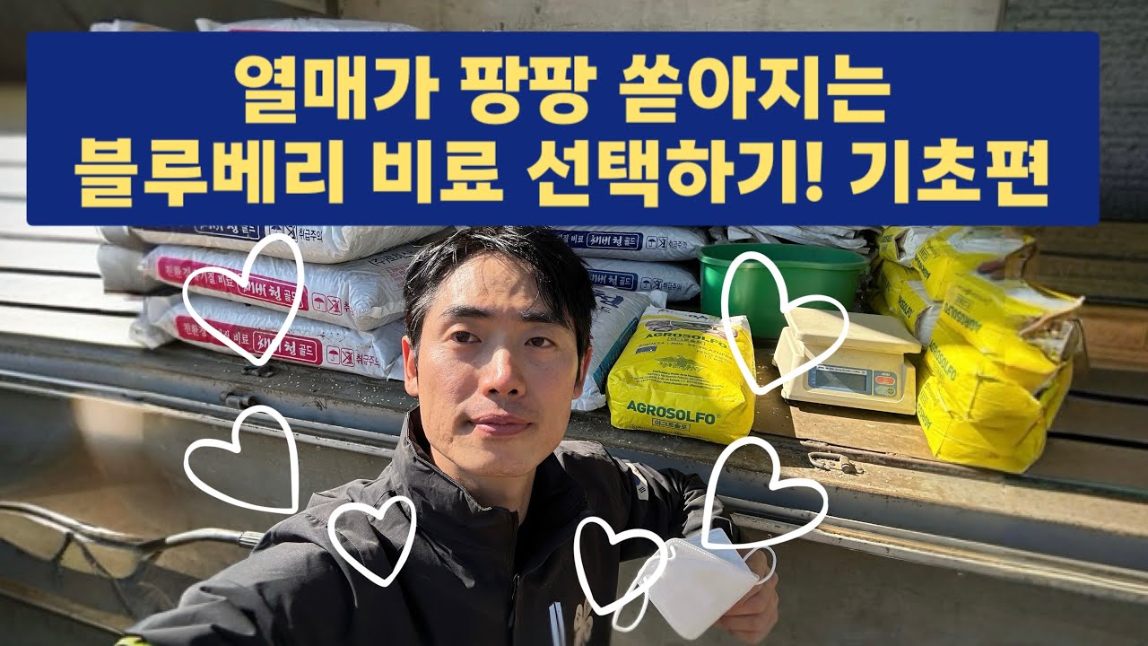 [비료 기초편] 🫐열매가 팡팡🎉 쏟아지는 블루베리 비료 선택하기‼️👨‍🌾