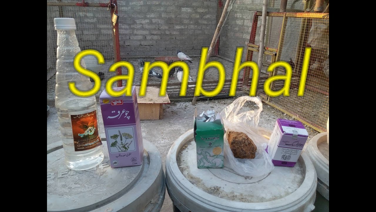Sambhal Paki Phirto ki (Besakh ki tyari Part 21)