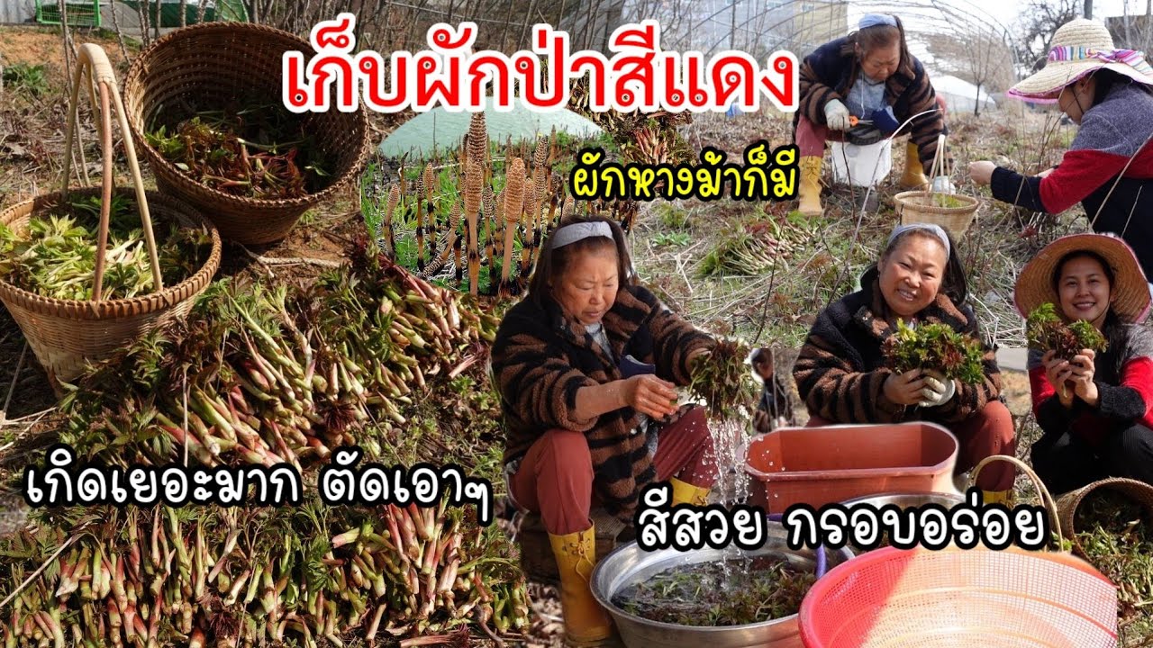 EP.635 Сбор дикорастущих овощей aruncus dioicus var.kamtschaticus