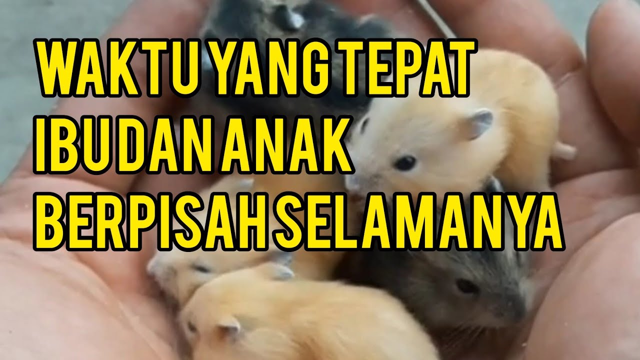 Umur Anak Hamster di Pisah dari Induknya | jangan sampai telat sapih karena bisa beresiko tinggi