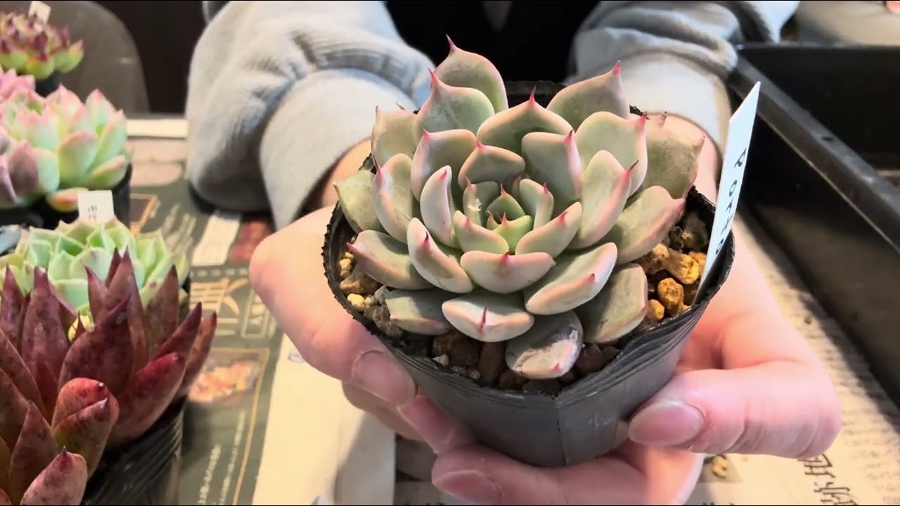 ポートさんの多肉植物の福箱開封しました