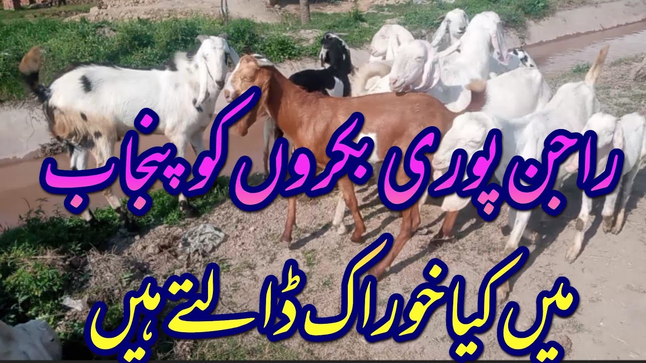 vilge dihaat mal maveshi rajanpuri bakry ala kaoalty kimat 2 lakh isliye iny desi chara diya jata hy