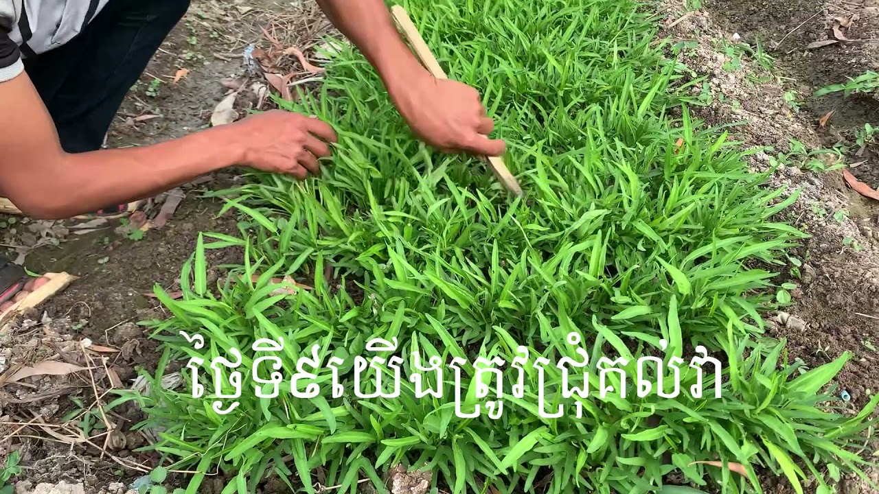 14ថ្ងៃសំរាប់ការដាំត្រកួនតាមបែបធម្មជាតិ