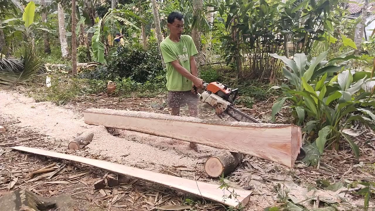 Gas pohon mahoni bikin saka 