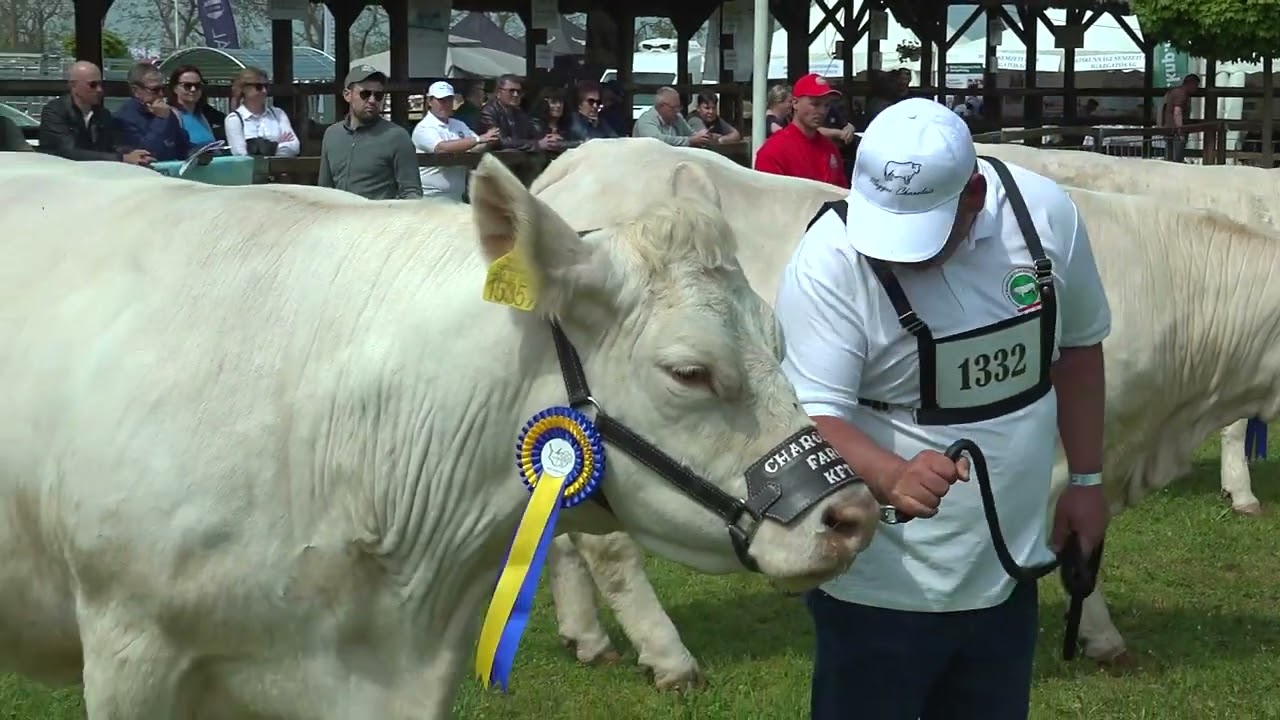 CHAROLAIS TE  HÓDMEZŐ 2023