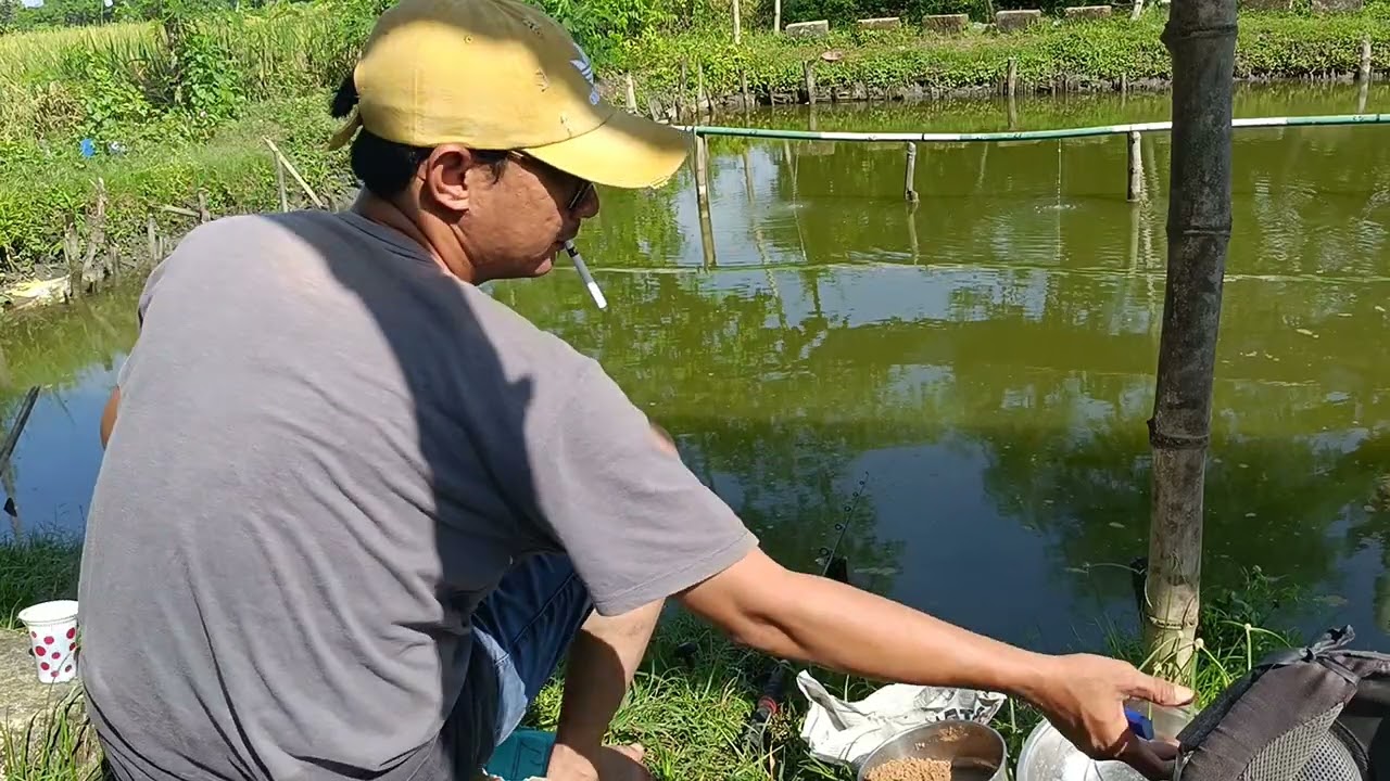 MANCING IKAN PATIN DI KOLAM HARIAN KOLAM AIR HIJAU