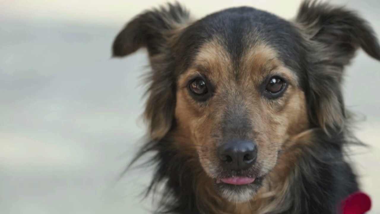 In Memory of My Dog, Chloe