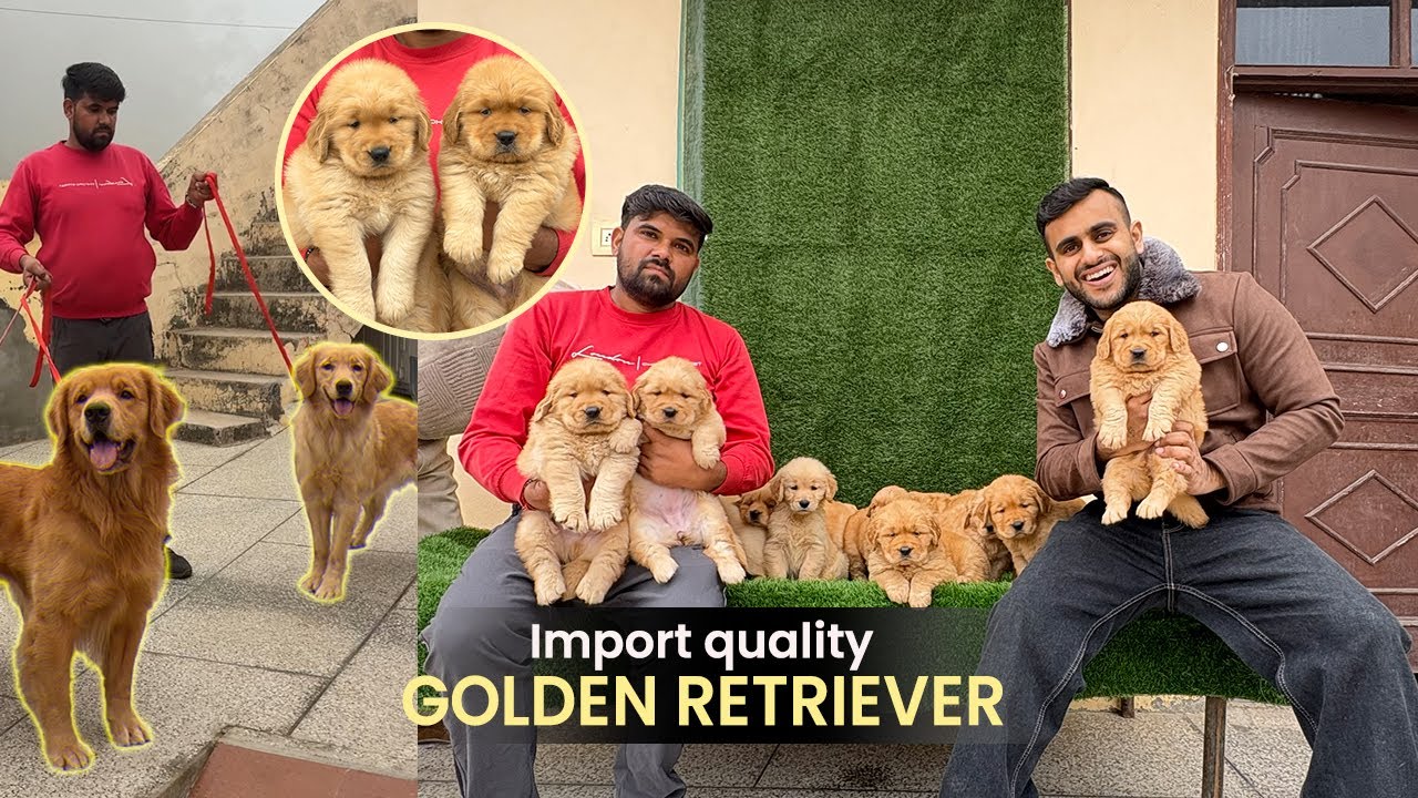13 Golden Retriever Puppies ek Sath in Haryana😱 