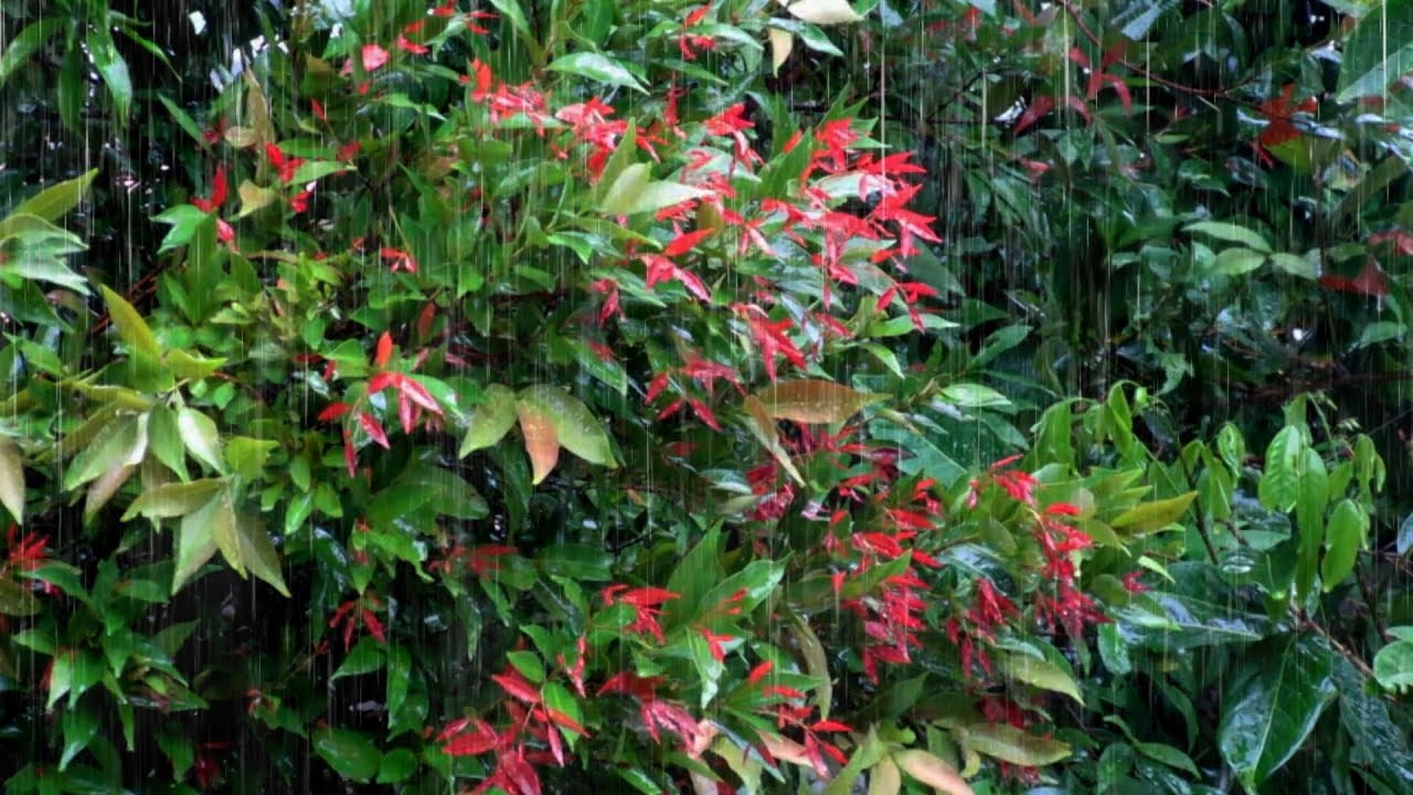 Real Rain and Thunder Sounds for Sleeping | Natural Storm Ambience for Deep Sleep