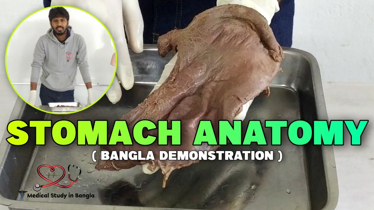 Stomach anatomy in bangla || Parts, clinical importance, histology,development
