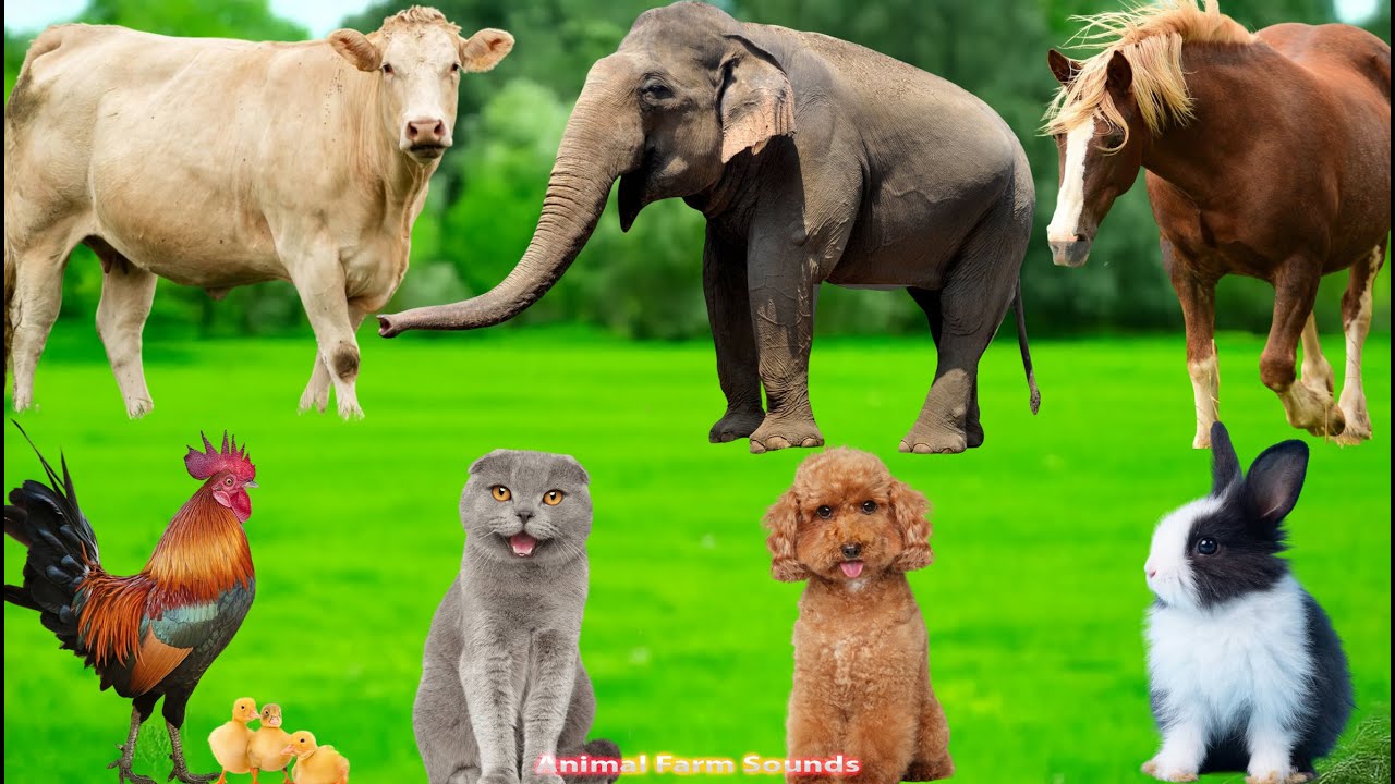 Farm Animal Sound Adventure: Chicken, Dog, Duck, Cat, Cow, Pig, Sheep, Rabbit – Animal Videos
