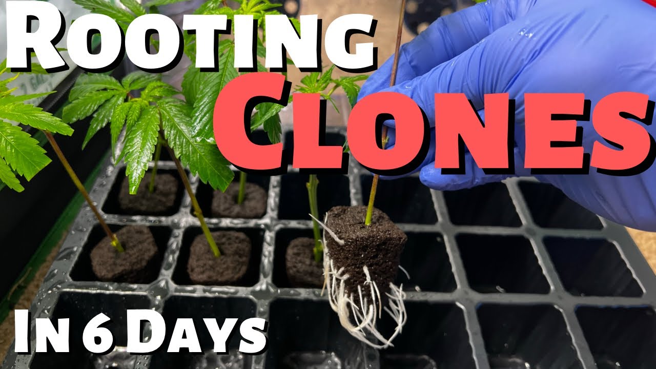 How I Rooted Clones of My Cannabis Plants in 6 Days (Step by Step)
