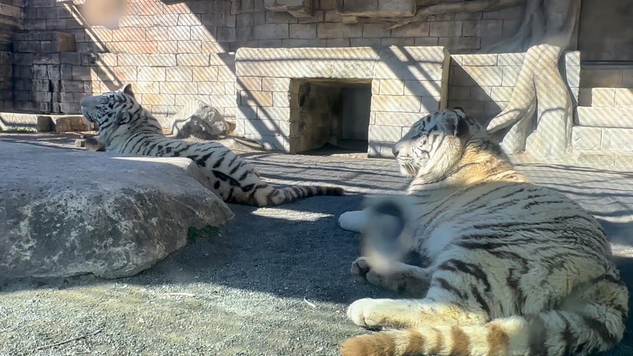 気持ちのいい朝は、のんびりなコタくんハクくん🐯　2月2日 東武動物公園　ホワイトタイガー