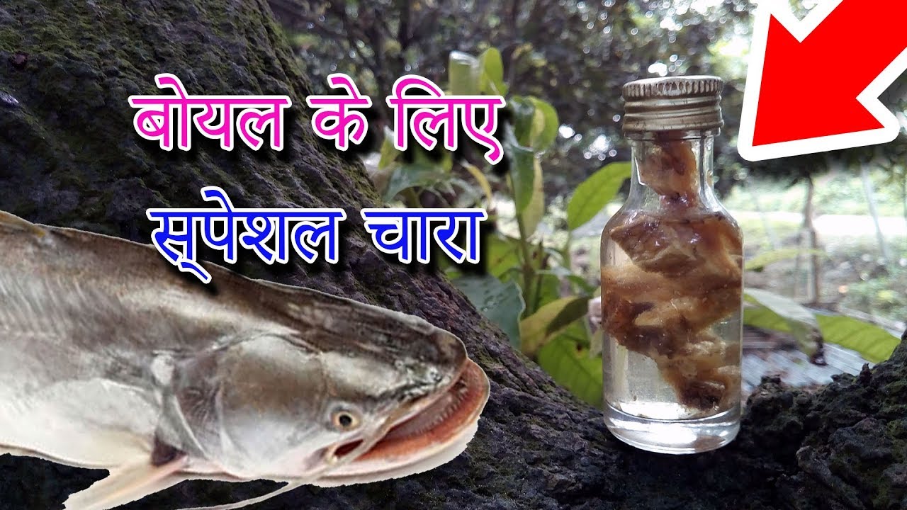 बोयल के लिए स्पेशल चारा | Wallago Attu Fishing Bait & Fishing Chum Secret