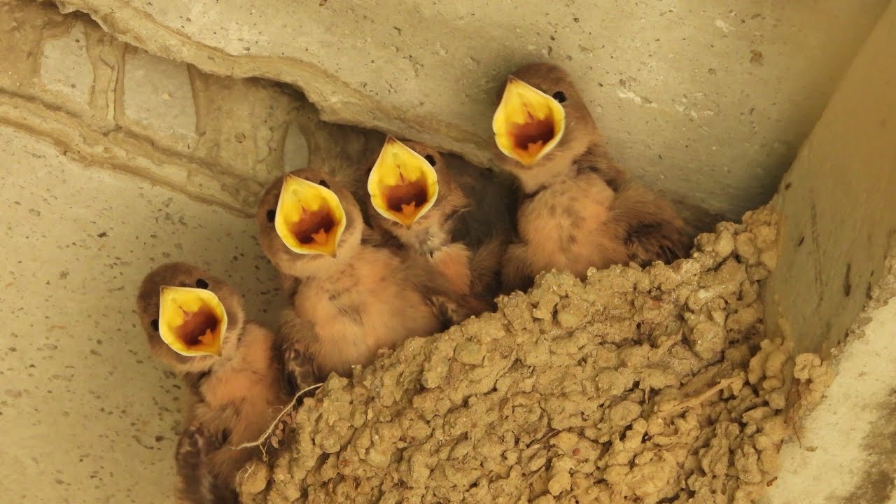 Cria (i emancipació) dels roquerols