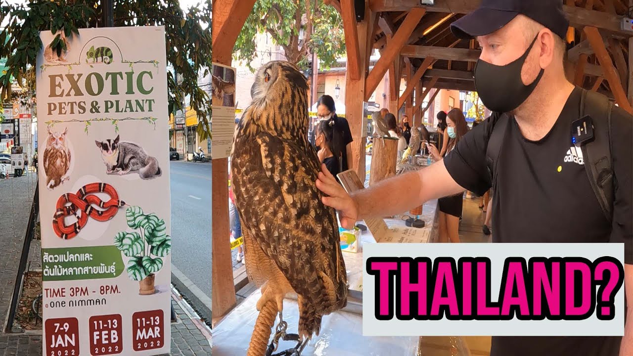 Chiang Mai, Thailand- Nimman Exotic Pets and Plants Exhibit