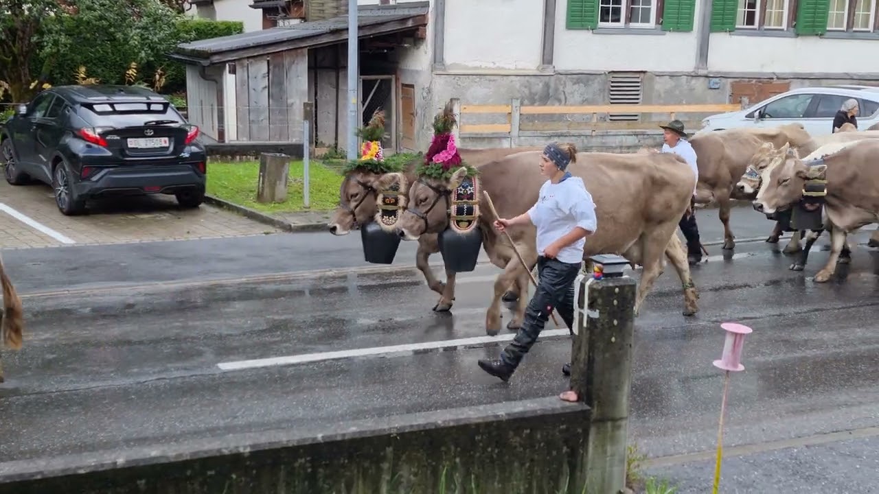 Alpabfahrt 27,09,2022, Klausen Pass Kanton Glarus